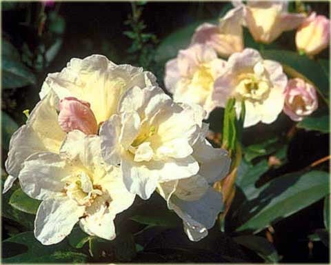 Rododendron wielkokwiatowy Creamy Chifon - Rhododendron Creamy Chifon